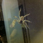 De grote spin