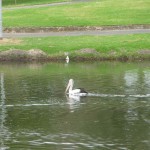 Een pelikaan in het park