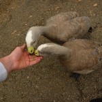 Vreemde vogels