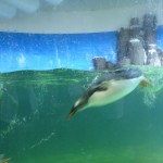 Pinguïn
