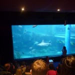 Groot aquarium