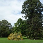 Royal Botanic Garden (1)