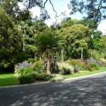 Royal Botanic Garden (2)