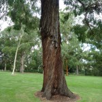 Royal Botanic Garden (4)