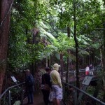 Blue Mountains (3)