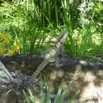 Roma Street Parkland (1)